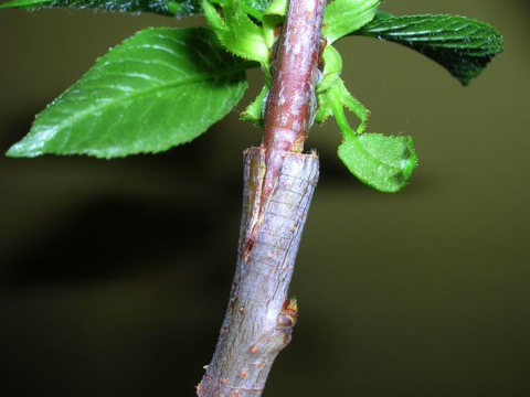 La greffe des arbres fruitiers