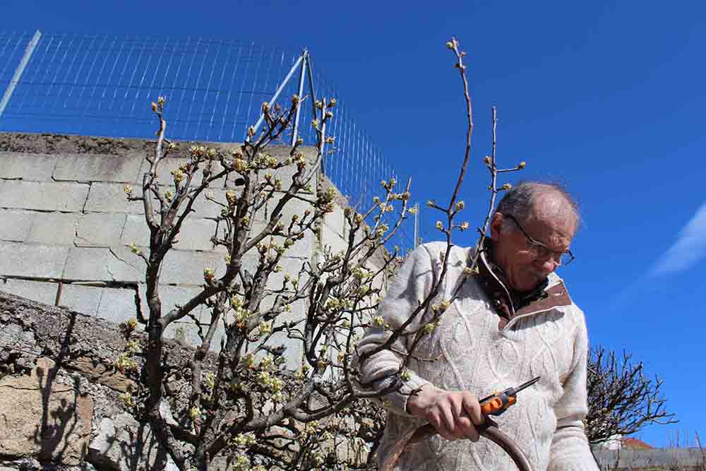 Taille des arbres à pépins