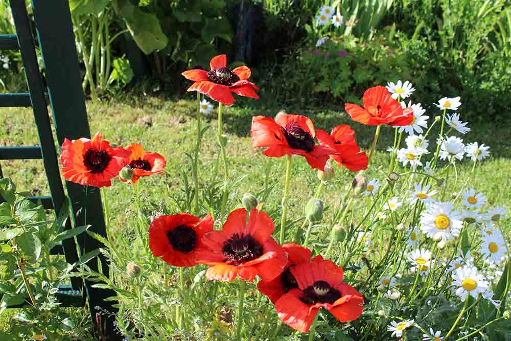 "Ouvre ton jardin" - Edition 2019 - Langogne - Loly & Marcel 8