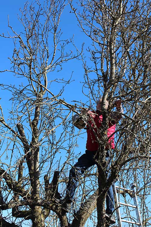 Taille des arbres à pépins