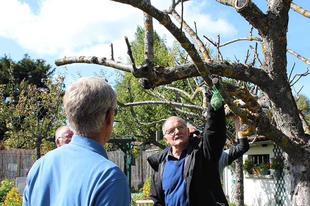 Taille des arbres à noyaux