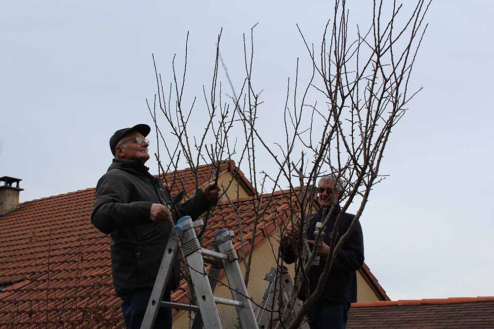 Taille des arbres à noyaux en date du mercredi 10 novembre 2021 chez les PIERRE(s) - Les spécialistes à l'ouvrage