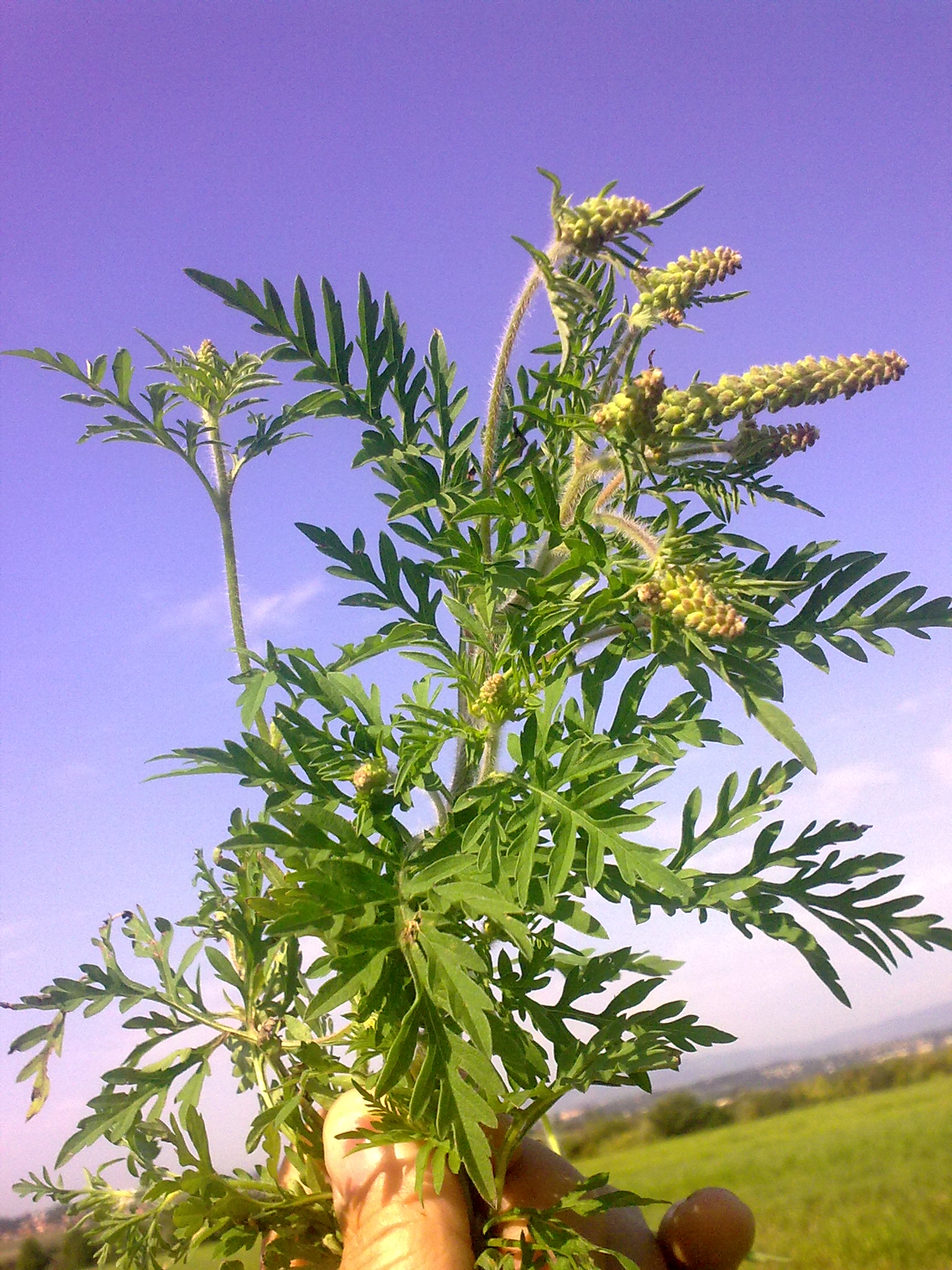 ambroisie en fleur