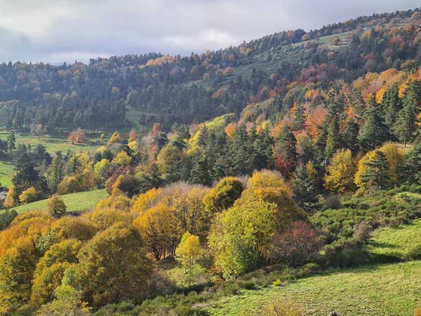 La forêt de Mercoire