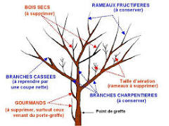 Atelier taille de 2 arbres en ce mercredi 11 octobre 2023 - Bien tailler ses arbres