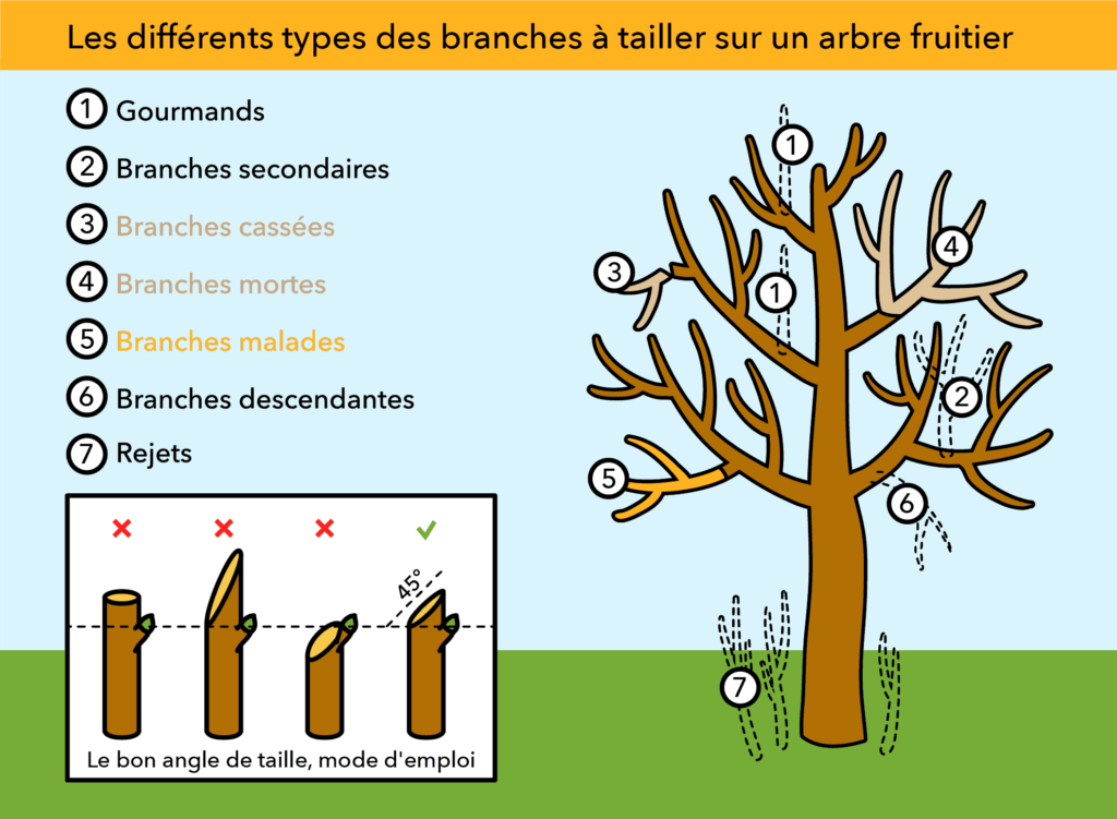 Atelier taille de 2 arbres en ce mercredi 11 octobre 2023 - Comment tailler les arbres fruitiers a noyaux et a pépins