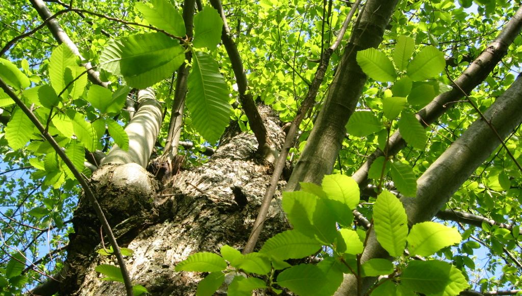 Sortie à la châtaigneraie de l’Aval d’Aurelle en Haute Ardèche