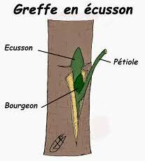 Greffe des arbres en couronne