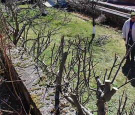 "Après" ! Atelier 2019 sur la taille des arbres à pépins - "Après" !