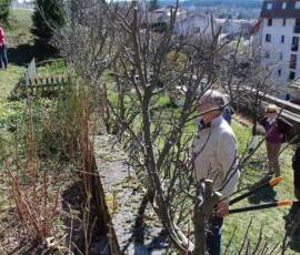 "Avant" ! Atelier 2019 sur la taille des arbres à pépins - "Avant" !