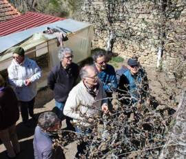 Expertise avant la taille Atelier 2019 sur la taille des arbres à pépins - Expertise avant la taille