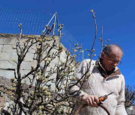 René à l'ouvrage Atelier 2019 sur la taille des arbres à pépins - René à l'ouvrage