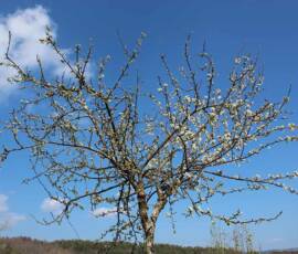Sortie à Chanac chez Jacky Brard. Greffe des arbres : Arbre "double" avec 2 variétés de fruits