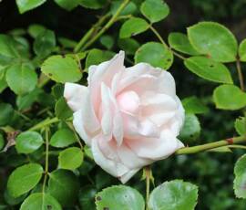 Le Château et les jardins du Pin - Autre rose ancienne