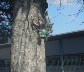 Partenariat pédagogique avec le Collège St-Pierre / St-Paul Partenariat pédagogique avec le Collège St-Pierre / St-Paul - Piège à insectes : il n' a plus qu'à attendre !