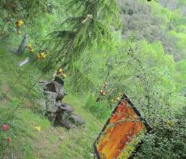 Le Château et les jardins du Pin - Cèdre pleureur