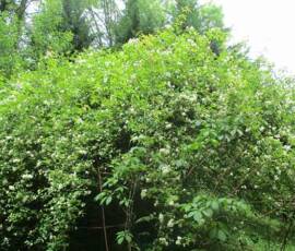 Le Château et les jardins du Pin - même plante à fleurs blanches