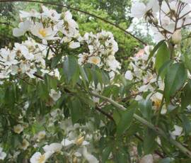 Le Château et les jardins du Pin - plante à fleurs blanches