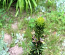 Le Château et les jardins du Pin - une plante grasse