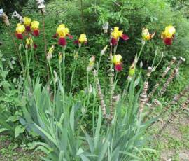 Le Château et les jardins du Pin - Les Iris