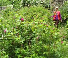Le Château et les jardins du Pin - Martine Diersé guide au jardin