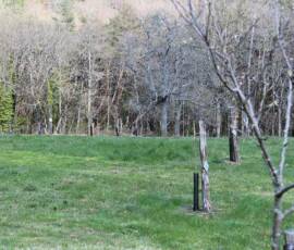 Sortie à Chanac chez Jacky Brard. Partie du verger d'une centaine d'arbres