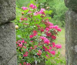 Le Château et les jardins du Pin - Rhododendron - Vue du clos