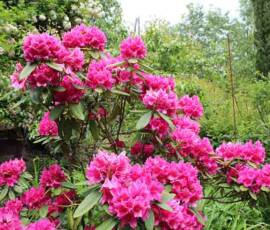 Le Château et les jardins du Pin - Rhododendron