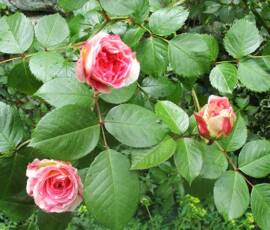 Le Château et les jardins du Pin - Rose ancienne