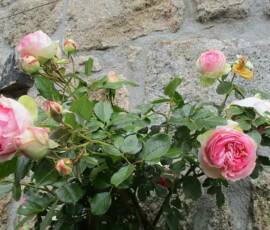 Halte au village d'Antraigues - Roses anciennes
