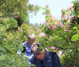 Sortie au jardin du Tomple en date du 5 juin 2019 - le parcours commence