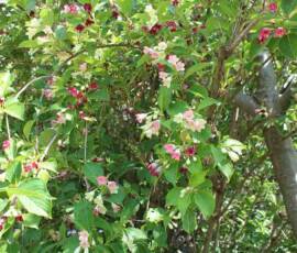Sortie au jardin du Tomple en date du 5 juin 2019 - une dernière photo