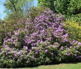 Chavaniac - La Fayette Edition 2019 - Les rhododendrons