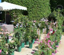 Chavaniac - La Fayette Edition 2019 - Les rosiers anciens