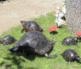 Chavaniac - La Fayette Edition 2019 - Les tortues