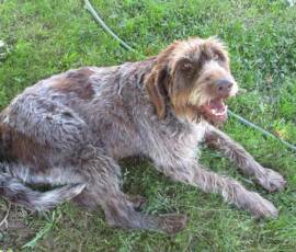 Atelier du samedi 30 juin 2019 - Les "Ravageurs" Atelier du samedi 30 juin 2019 - Les "Ravageurs" - Accueil par le chien EASY, gardien du lieu