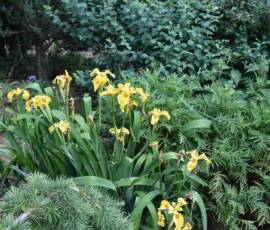 La Panouse 2019 La Panouse 2019 - Les iris d'eau