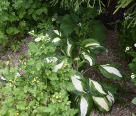 La Panouse 2019 La Panouse 2019 - ... bien nichée au fond d'un buisson