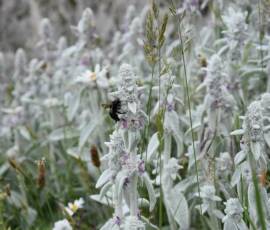 La Panouse 2019 La Panouse 2019 - Abeille noire