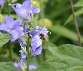 La Panouse 2019 La Panouse 2019 - Abeille