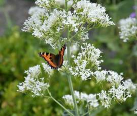 La Panouse 2019 La Panouse 2019 - Petite tortue (Aglaie urticae)