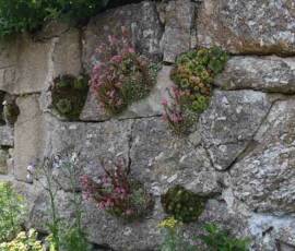 La Panouse 2019 La Panouse 2019 - Plantes grasses