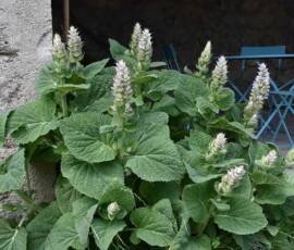 La Panouse 2019 - Sauge sclarée (Salvia sclarea)