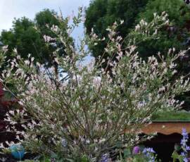 La Panouse 2019 La Panouse 2019 - Saule crevette (Salix integra)