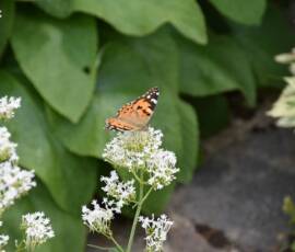 La Panouse 2019 La Panouse 2019 - Vanesse des chardons (Cynthia cardui)