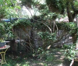 Atelier du samedi 30 juin 2019 - Les "Ravageurs" Atelier du samedi 30 juin 2019 - Les "Ravageurs" - Taille de l'if en nuage 9 mois après