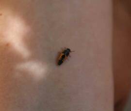 Atelier du samedi 30 juin 2019 - Les "Ravageurs" Atelier du samedi 30 juin 2019 - Les "Ravageurs" - Une larve de coccinelle s'invite !