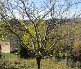 Taille des Arbres à noyaux du 25 octobre 2019 Taille des Arbres à noyaux du 25 octobre 2019 - Après !