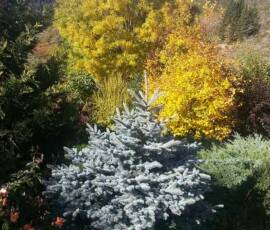 Taille des Arbres à noyaux du 25 octobre 2019 Taille des Arbres à noyaux du 25 octobre 2019 - Arbres dans leur plus beaux atours