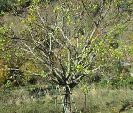 Taille des Arbres à noyaux du 25 octobre 2019 Taille des Arbres à noyaux du 25 octobre 2019 - Au 2ième !